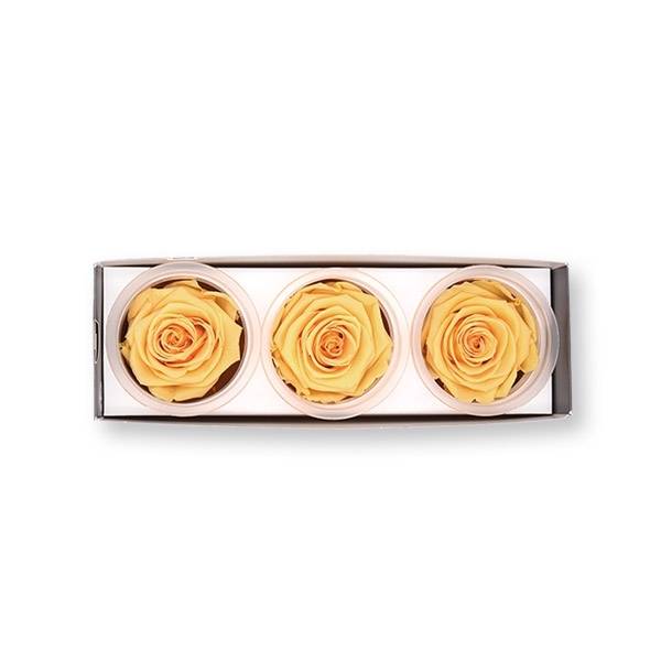 Rosen konserviert | peach | 6cm | 3er Pack