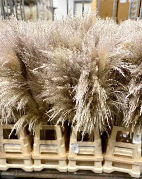 Pampas_natur_Flauschig_Trockenblumen