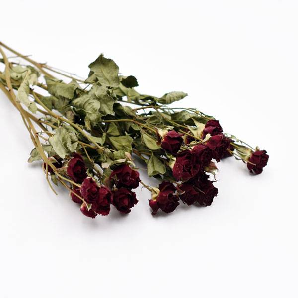 Love_dried_flowers_Trockenblumen_getrocknete_Blumen_Rosen_verzweigt_rot_5_Stiele.jpg