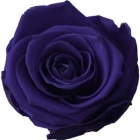 Rosen der Farbe dark blue