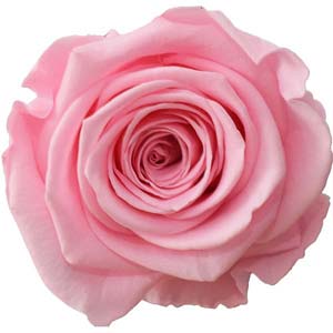 Rosa hell (Bridal Pink)