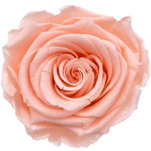 Pastellrosa (Porcelaine Pink)