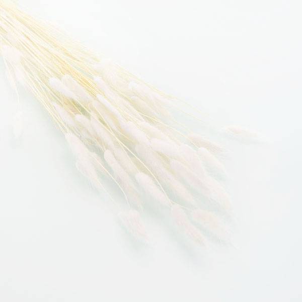 Love_dried_flowers_Trockenblumen_getrocknete_Blumen_Lagurus_weiss_ca50Stiele_2.jpg