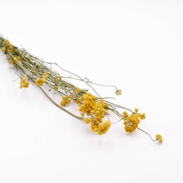 Love_dried_flowers_Trockenblumen_getrocknete_Blumen_Sanfordii_gelb.jpg